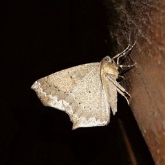 Paragonia procidaria