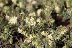 Pimelea spinescens spinescens