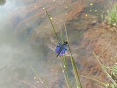 Rhyothemis triangularis