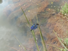 Rhyothemis triangularis