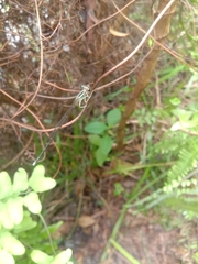 Pseudocopera ciliata