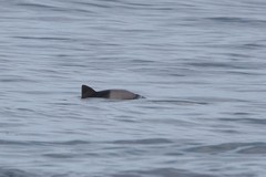 Cephalorhynchus heavisidii