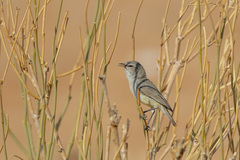 Eremomela icteropygialis