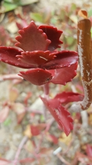Kalanchoe sexangularis
