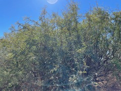 Prosopis pubescens