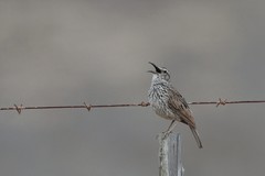 Certhilauda curvirostris