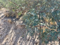 Prosopis pubescens