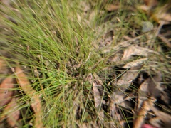 Eleocharis microcarpa