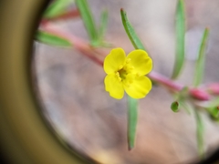 Camissonia strigulosa