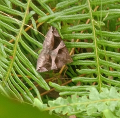 Bastilla arcuata