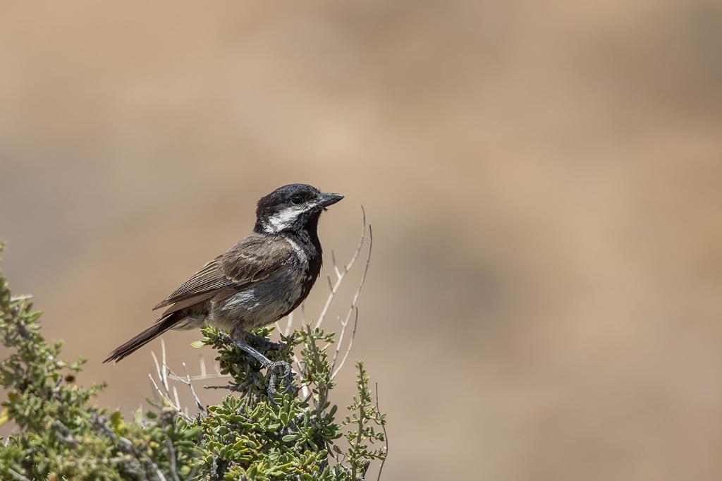 African Tits