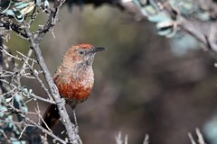 Euryptila subcinnamomea