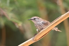 Phragmacia substriata