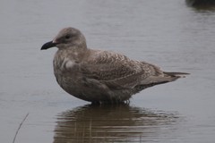 Larus argentatus × glaucescens