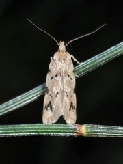 Barea dryocoetes