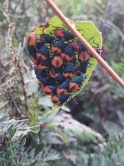 Euthyrhynchus floridanus