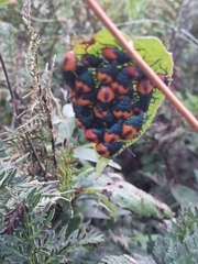 Euthyrhynchus floridanus