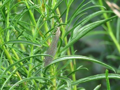 Brachynemurus versutus