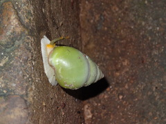Amphidromus atricallosus perakensis