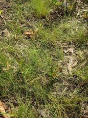 Eleocharis microcarpa