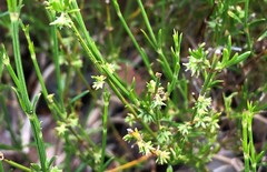 Opercularia turpis