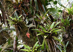 Epidendrum spathatum