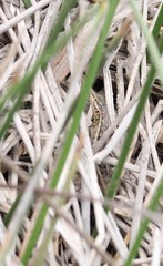 Stenocercus modestus