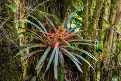 Guzmania squarrosa