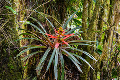 Guzmania squarrosa