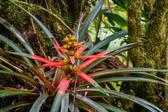 Guzmania squarrosa