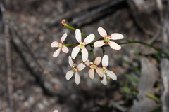 Stylidium thesioides