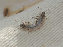 Nysiini