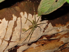 Heteropoda boiei