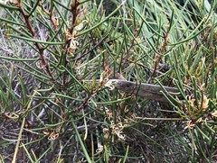 Hakea vittata