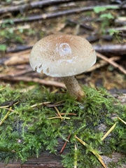 Pholiota decorata