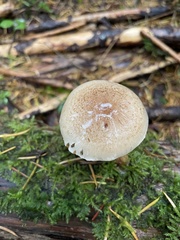 Pholiota decorata