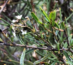 Logania linifolia