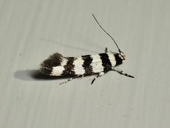 Macrobathra platychroa