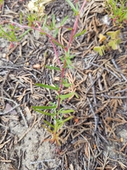 Camissonia strigulosa