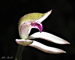 Caladenia gracilis