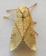 Lophocampa mixta