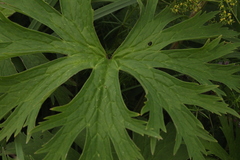 Aconitum septentrionale