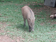Sus scrofa vittatus