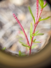 Camissonia strigulosa