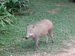 Sus scrofa vittatus