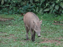 Sus scrofa vittatus
