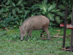 Sus scrofa vittatus