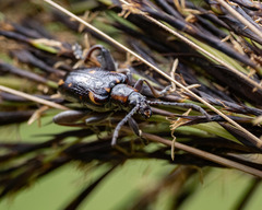 Mecynodera coxalgica