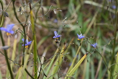 Lipotriches australica
