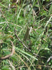 Brachynemurus versutus